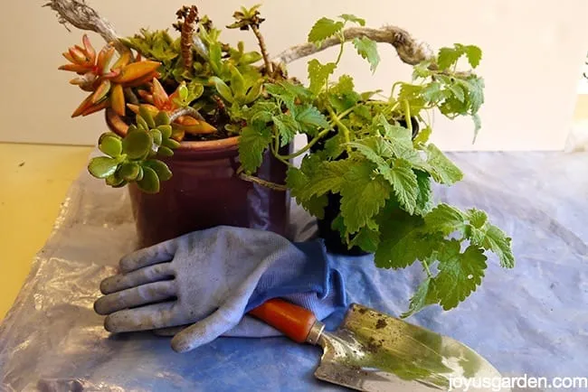 Cây Catnip này đã thay thế vị trí của các loài xương rồng