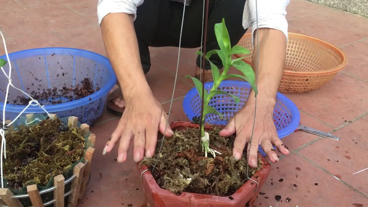 Cách Trồng Hoa Lan Mặt Khỉ và kỹ thuật chăm sóc cơ bản