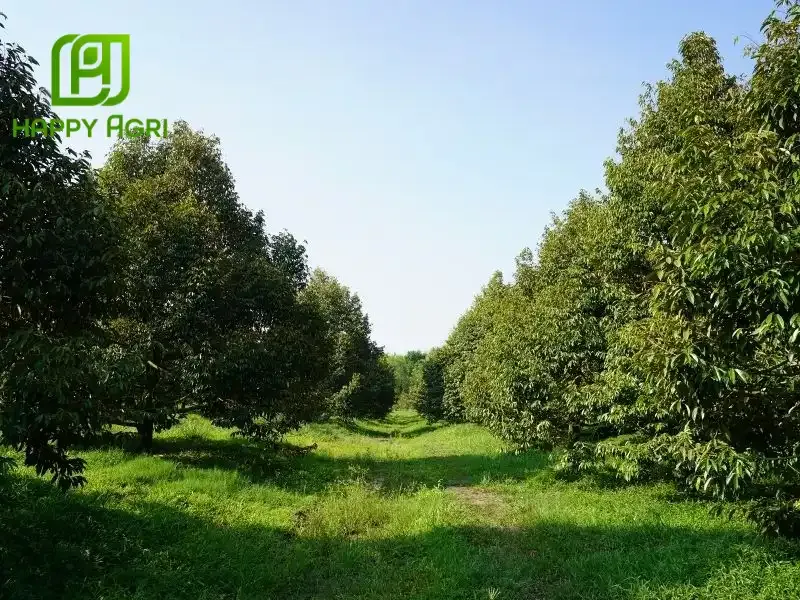 Các yếu tố thổ nhưỡng và khí hậu ảnh hưởng đến khoảng cách trồng sầu riêng ri6