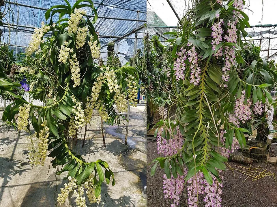 Phân biệt Lan Quế Tháng 8 và Tam Bảo Sắc qua thân lá