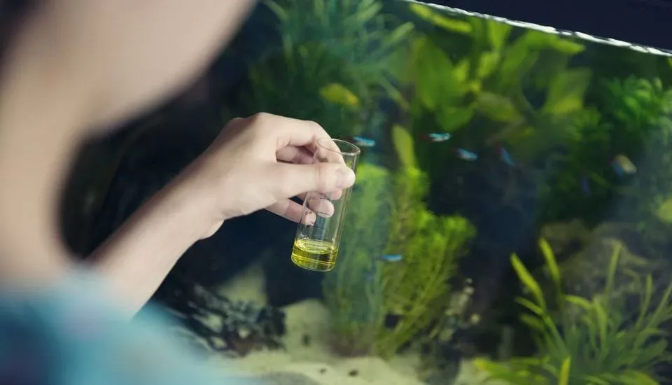 Hướng dẫn cách sử dụng và liều lượng phân bón thủy sinh an toàn cho cây nha đam