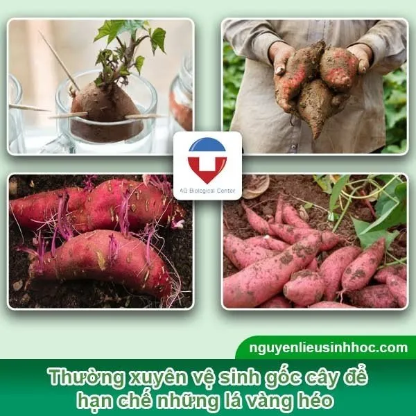 Chăm sóc và phòng ngừa sâu bệnh là bước quan trọng khi áp dụng cách trồng khoai lang từ củ