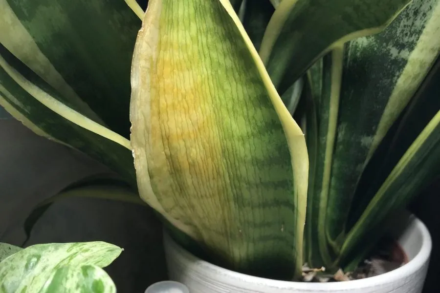 Cách chăm sóc cây lưỡi hổ khỏi các tác nhân gây bệnh, sâu hại