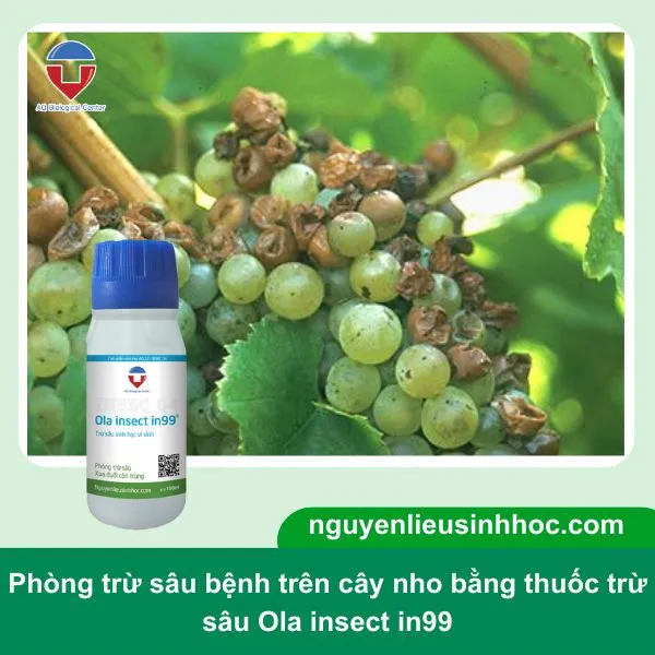 Phòng trừ sâu bệnh bằng thuốc sinh học là cách trồng nho an toàn và bền vững