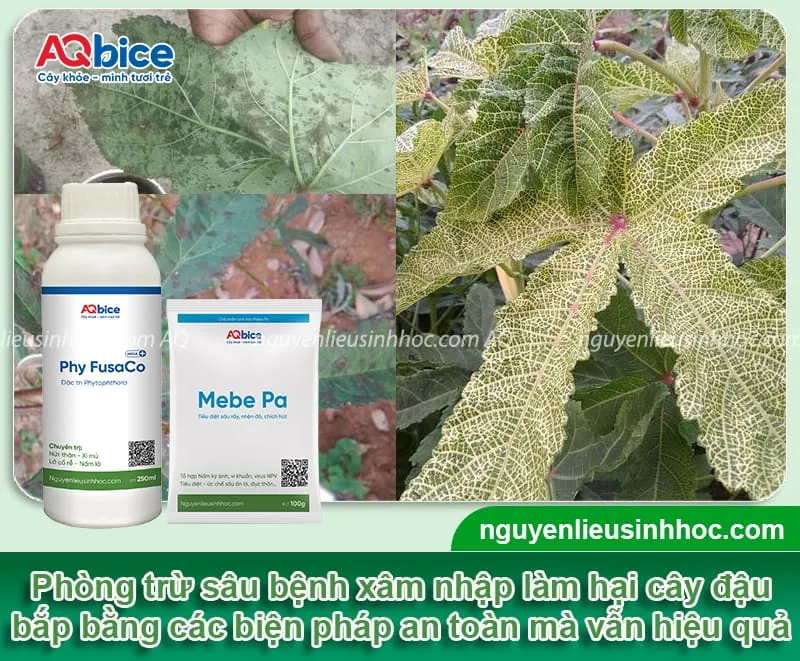 Sản phẩm Phy FusaCo và Mebe Pa giúp xử lý nhanh chóng các loại nấm, sâu bệnh trên vườn đậu bắp