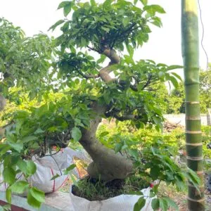 Một chậu cây cảnh được tạo dáng công phu và nghệ thuật