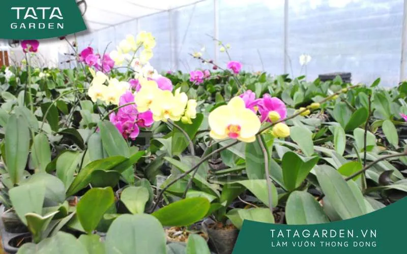 Mỗi giống lan sẽ có một đặc điểm riêng biệt