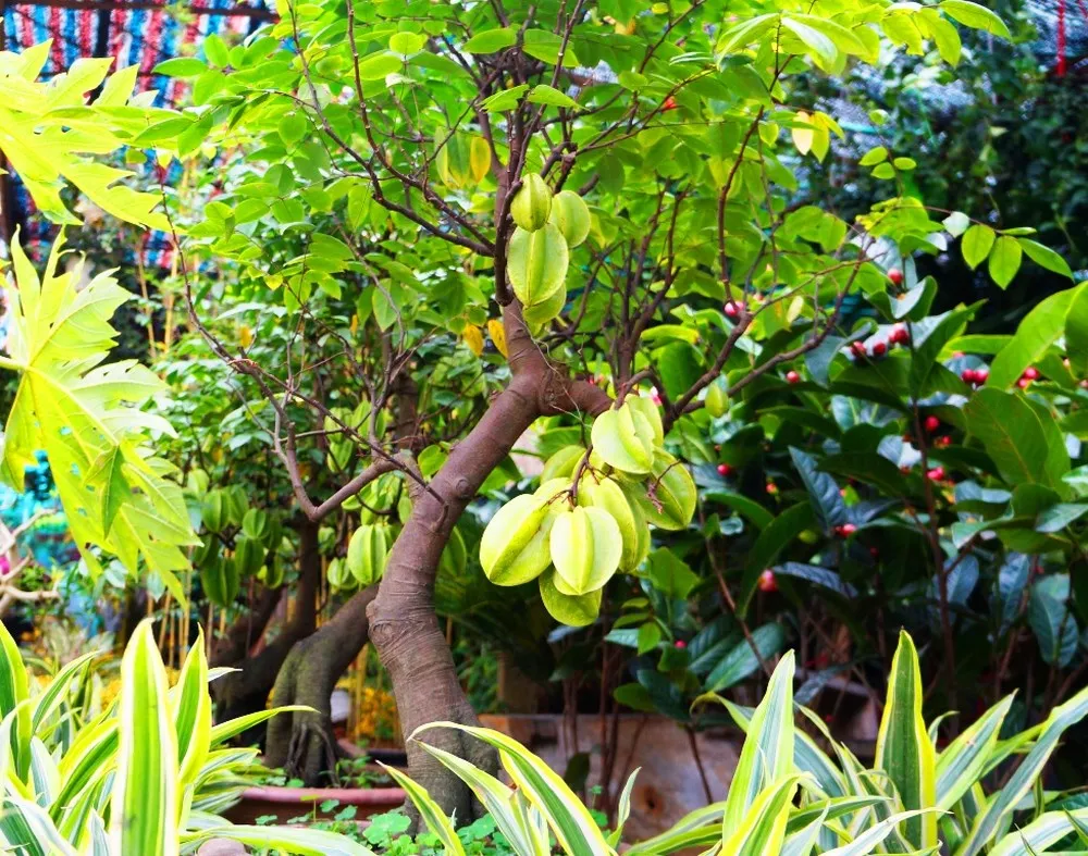 Tổng quan các phương pháp trồng cây khế cổ thụ