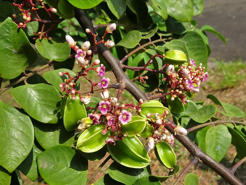 Trái khế chín vàng, mọng nước và giàu vitamin