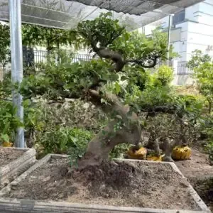 Chuẩn Bị Giá Thể Tối Ưu Cho Kỹ Thuật Ươm Mầm Sen Đá Bằng Hạt