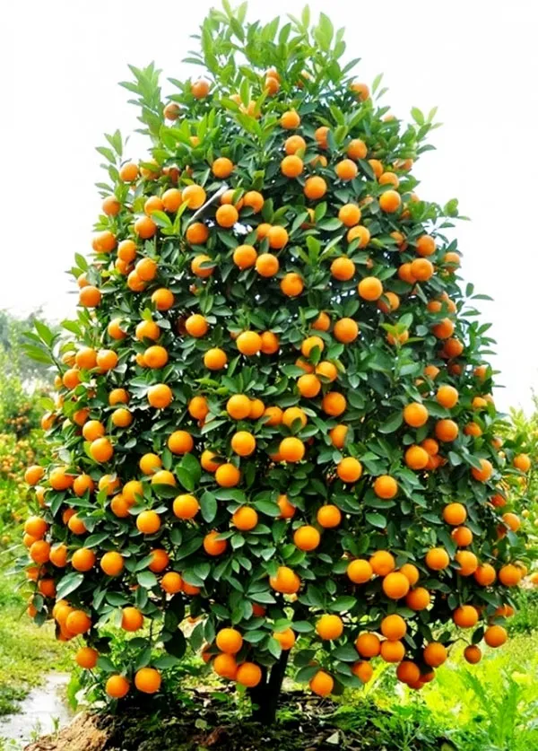 Tạo Quả, Lộc Và Hoa Cho Cây Quất Cảnh Vào Cuối Năm