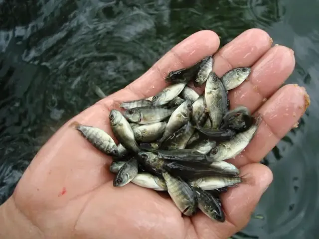 Kiểm soát bệnh và chất lượng nước khi nuôi cá rô phi đơn tính thâm canh