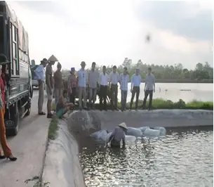 Quy trình nuôi cá rô phi đơn tính chuẩn bị ao và nguồn giống