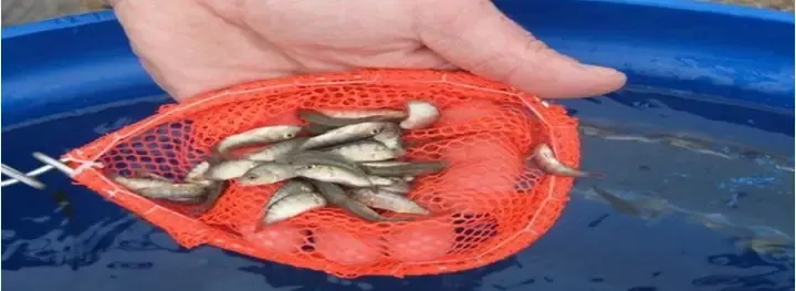 Quản lý thức ăn và theo dõi FCR trong mô hình nuôi cá rô phi đơn tính