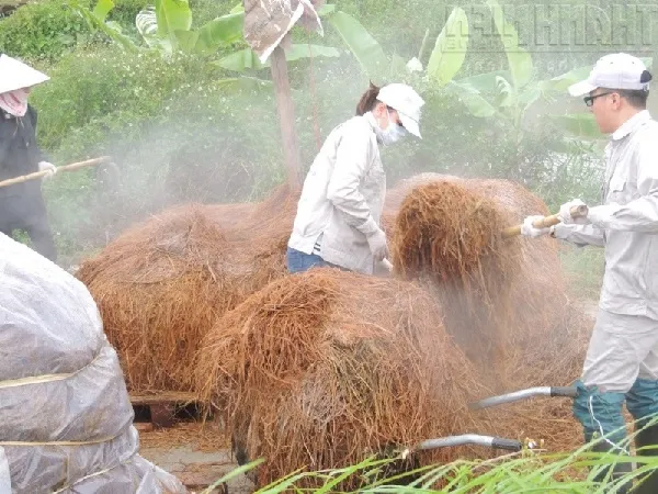 Quy Trình Chuẩn Bị Rơm Rạ Thay Thế Meo Giống Để Trồng Nấm Rơm
