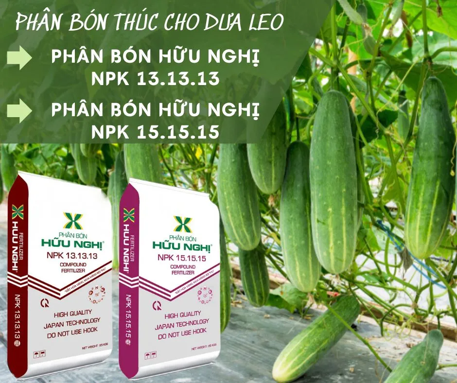 PhÃ¢n bÃ³n thÃºc trá»“ng dÆ°a leo sai quáº£