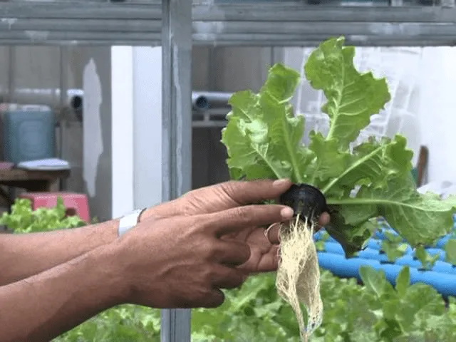 Khung cảnh vườn rau thủy canh tại nhà đạt năng suất cao