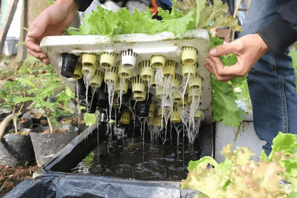 Pha chế và kiểm tra nồng độ dung dịch dinh dưỡng thủy canh để cây phát triển đồng đều