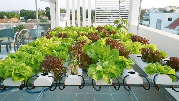 Lưu ý các nguyên tắc quan trọng trong cách pha chế dung dịch trồng rau thủy canh