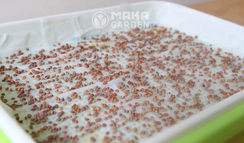 Rải hạt giống rau mầm đã ngâm ủ một cách đều đặn và có mật độ phù hợp lên bề mặt đã chuẩn bị