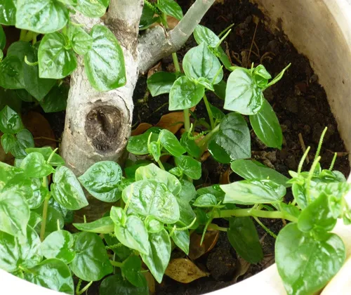 cách trồng rau càng cua đơn giản