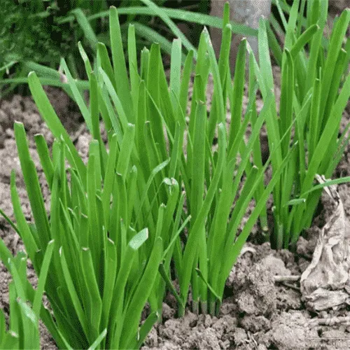 Cây hẹ tươi tốt với những chiếc lá xanh mướt