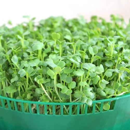 Khay rau cải mầm củ cải trắng xanh tốt chuẩn bị thu hoạch