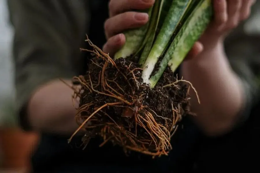 Nhổ cây lên và loại bỏ những phần rễ bị hỏng thối