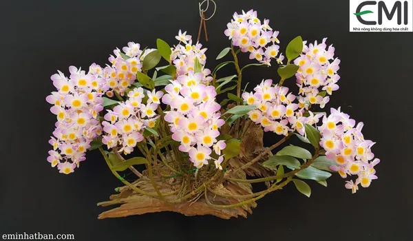 Cách trồng và chăm sóc hoa lan kiều tím nở hoa đẹp rực rỡ