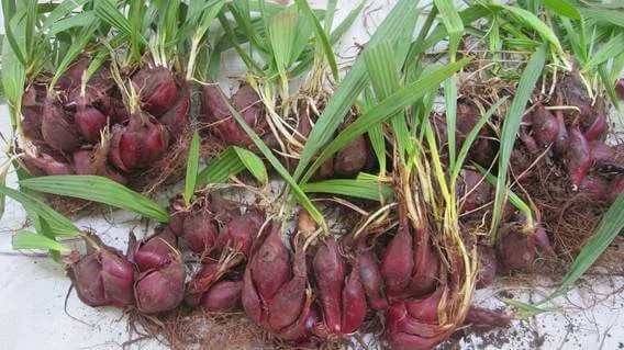 Củ sâm đại hành được dùng trong y học