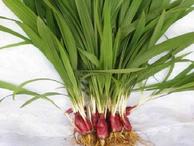 Cây sâm đại hành và lá