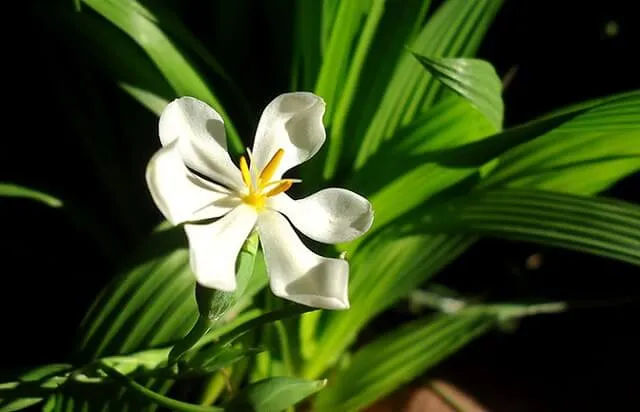 Hoa màu trắng của cây sâm đại hành