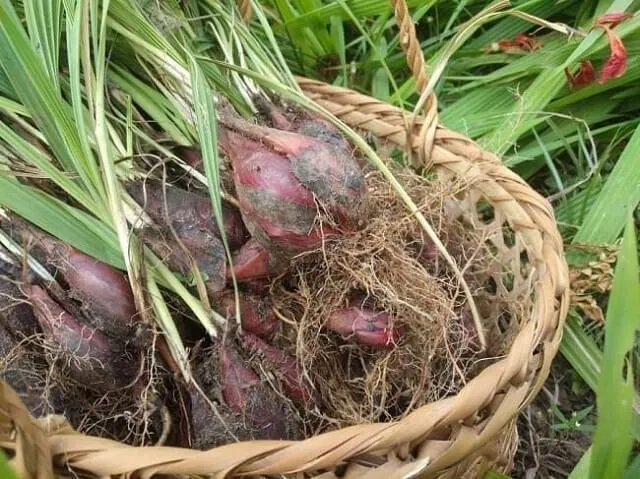 Hướng dẫn chi tiết kỹ thuật trồng sâm đại hành