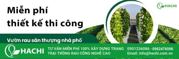 Sản phẩm sả non tươi mới được chuẩn bị để trồng thủy canh