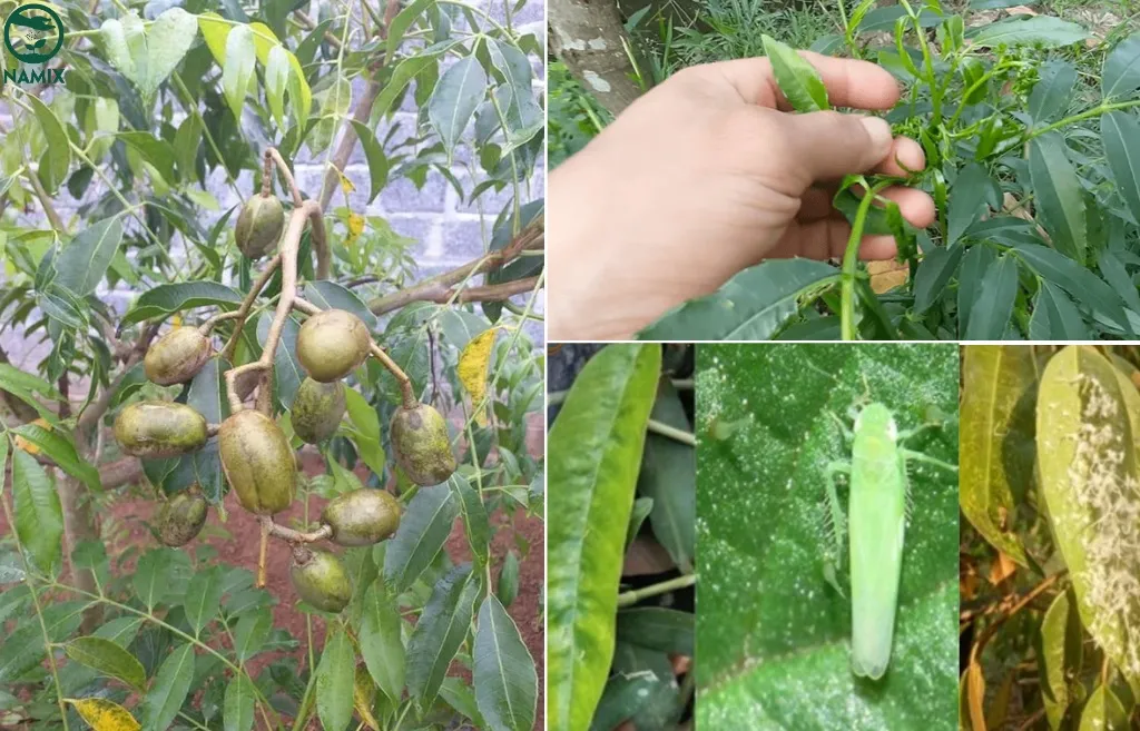 Dấu hiệu và cách phòng trừ sâu bệnh hại phổ biến trên cây cóc ta