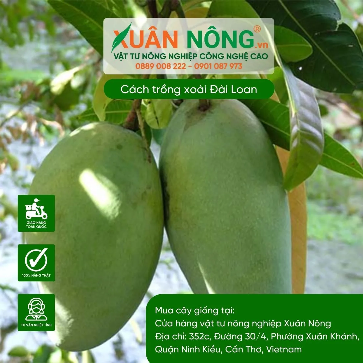 Biện pháp phòng trừ sâu rệp hại cây xoài Đài Loan hiệu quả