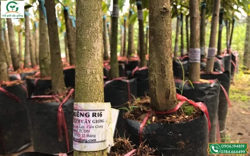 Nên chọn những loại giống cây chắc khỏe