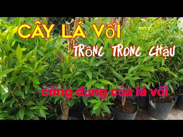 Các cành vối đã được cắt và xử lý thuốc kích rễ