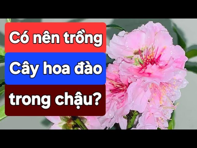 Cách Trồng Đào: Hướng Dẫn Kỹ Thuật Chăm Sóc Đào Tết Chuẩn Chuyên Gia