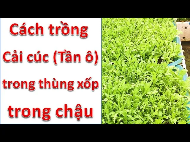 Cách Trồng Cải Chip Trong Thùng Xốp Tại Nhà