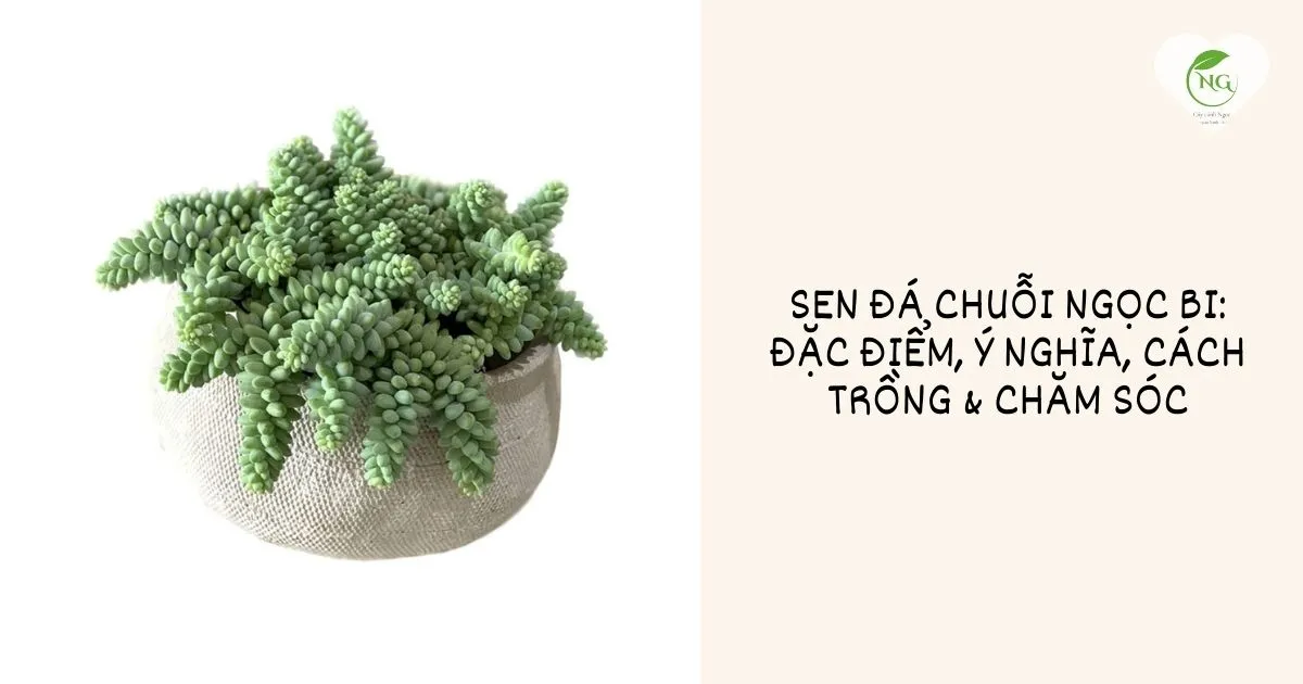 sen đá chuỗi ngọc bi rủ dáng đẹp mắt