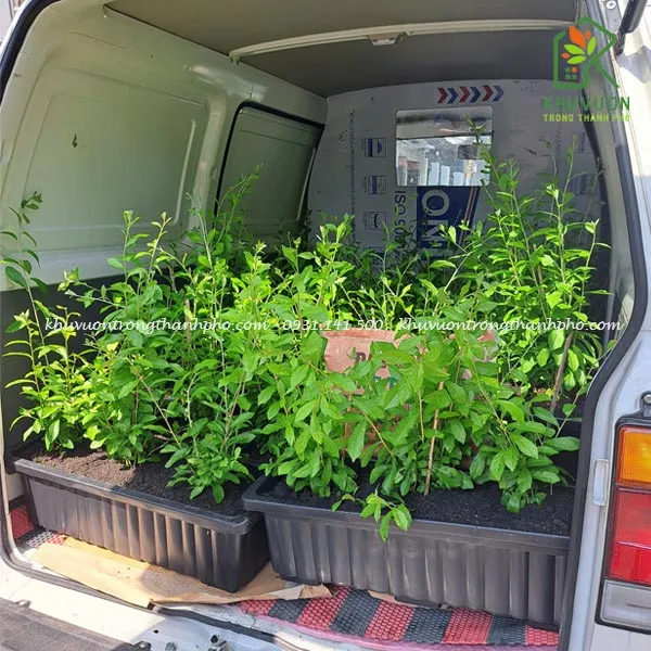 Chậu cúc tần Ấn Độ trồng ban công với kích thước tiêu chuẩn