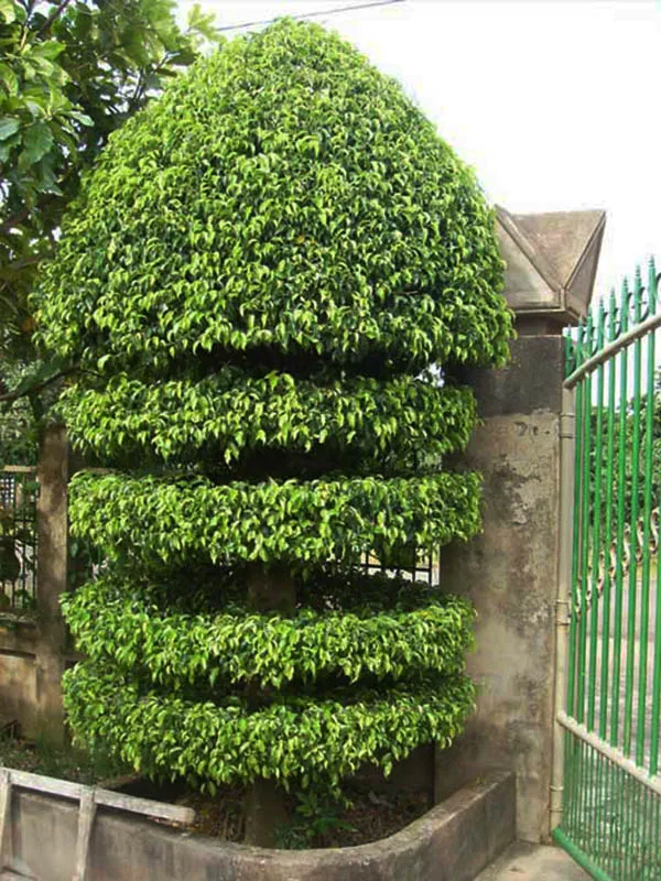 Cây si bonsai tạo dáng mâm xôi (tán cổ)