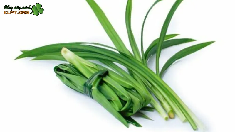 Cây lá nếp được dùng như một loại thảo dược hỗ trợ sức khỏe