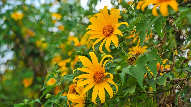 Sự tích hoa dã quỳ