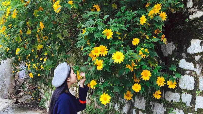 Các bạn trẻ chụp ảnh cùng với hoa dã quỳ