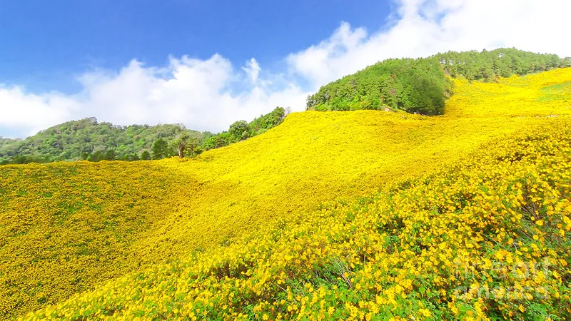 Hoa dã quỳ vào mùa nở rộ