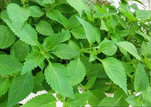 Cây kinh giới được thu hoạch để làm thuốc và gia vị