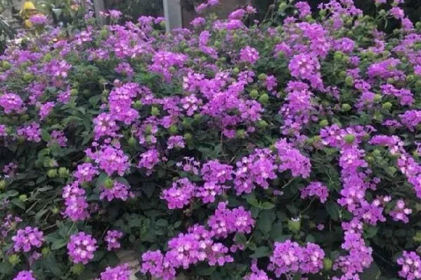 Cây ngũ sắc tím trồng trong chậu sứ làm cây cảnh trang trí