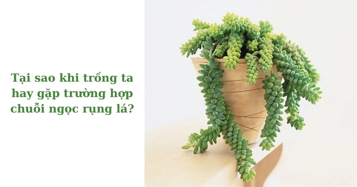 khắc phục tình trạng rụng lá ở sen đá chuỗi ngọc bi